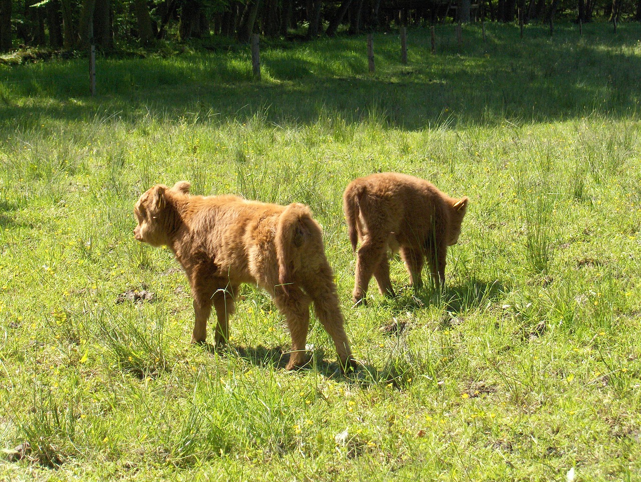 Image - calves cow whey cows grass oxen