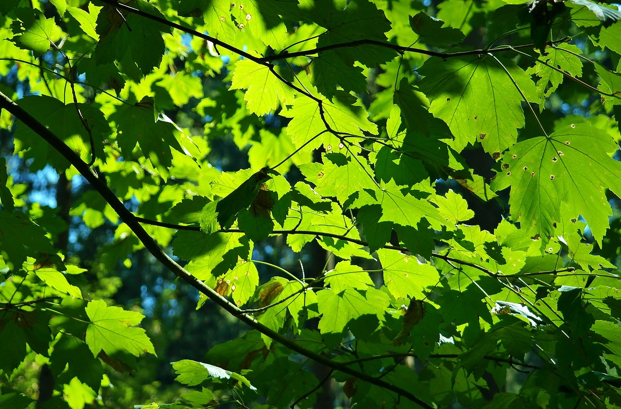 Image - maple leaf leaves colorful green