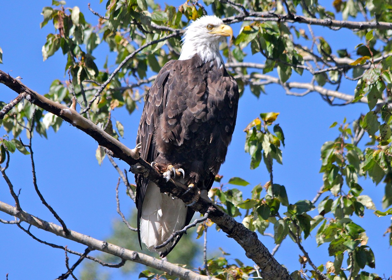 Image - bald eagle perched raptor bird