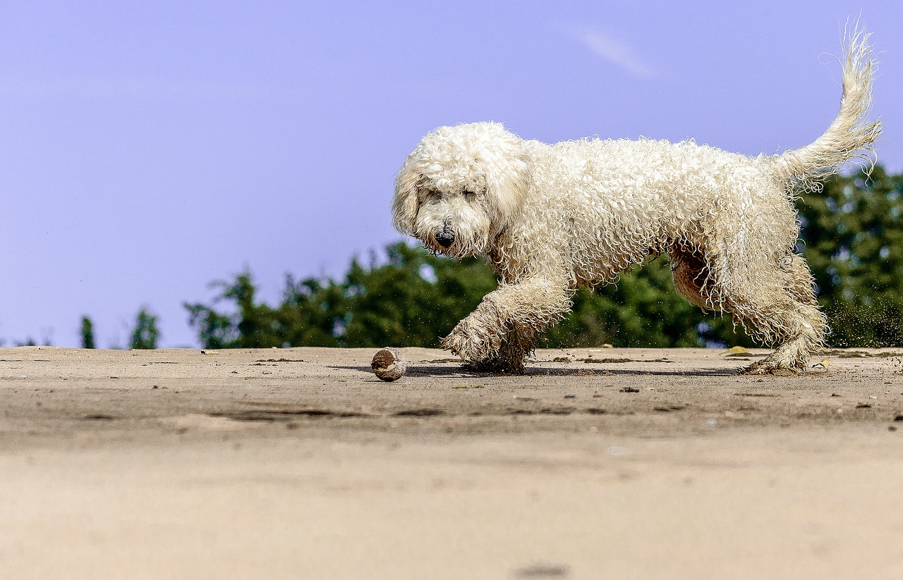 Image - golden doodle play beach fun dog