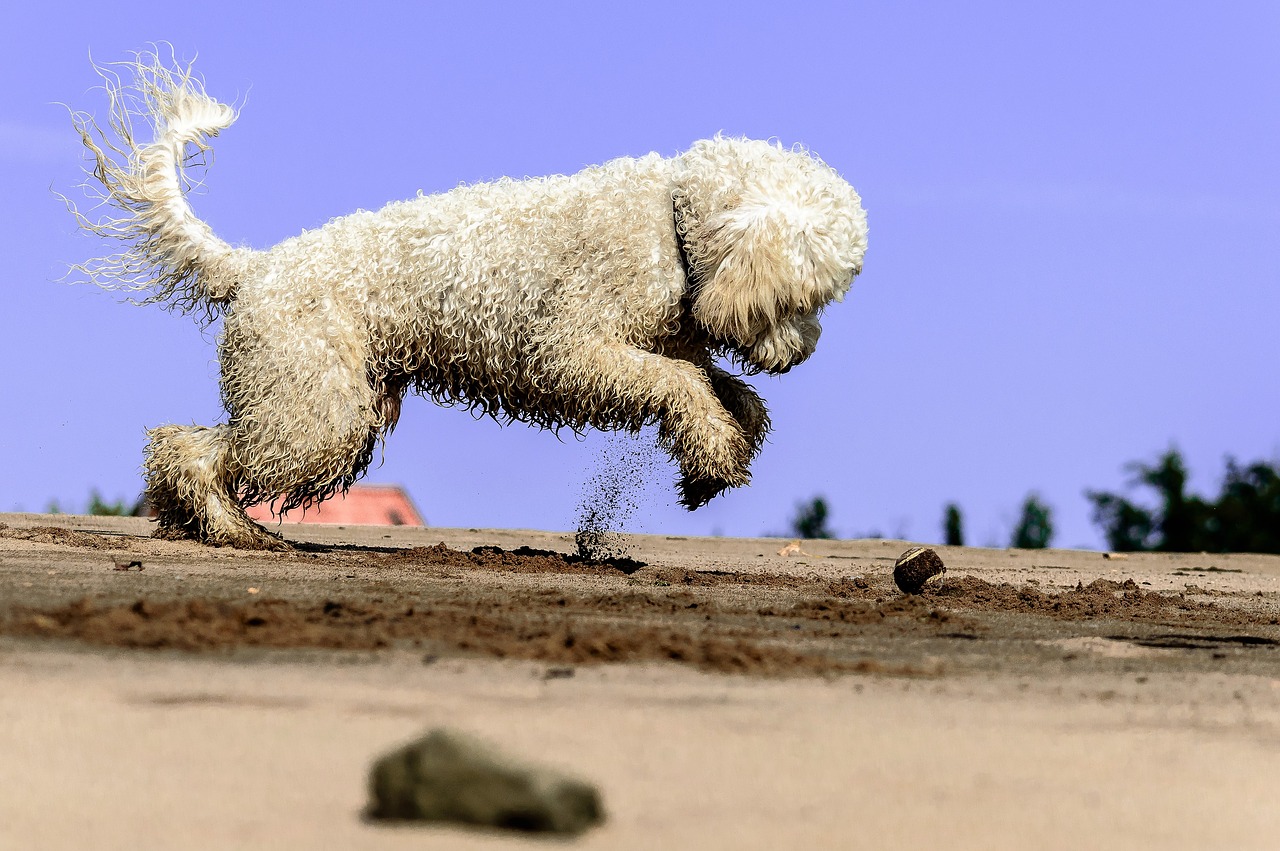 Image - golden doodle dog play water