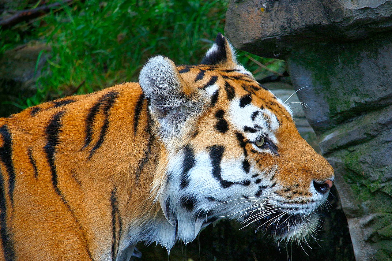 Image - tiger orange white black animal