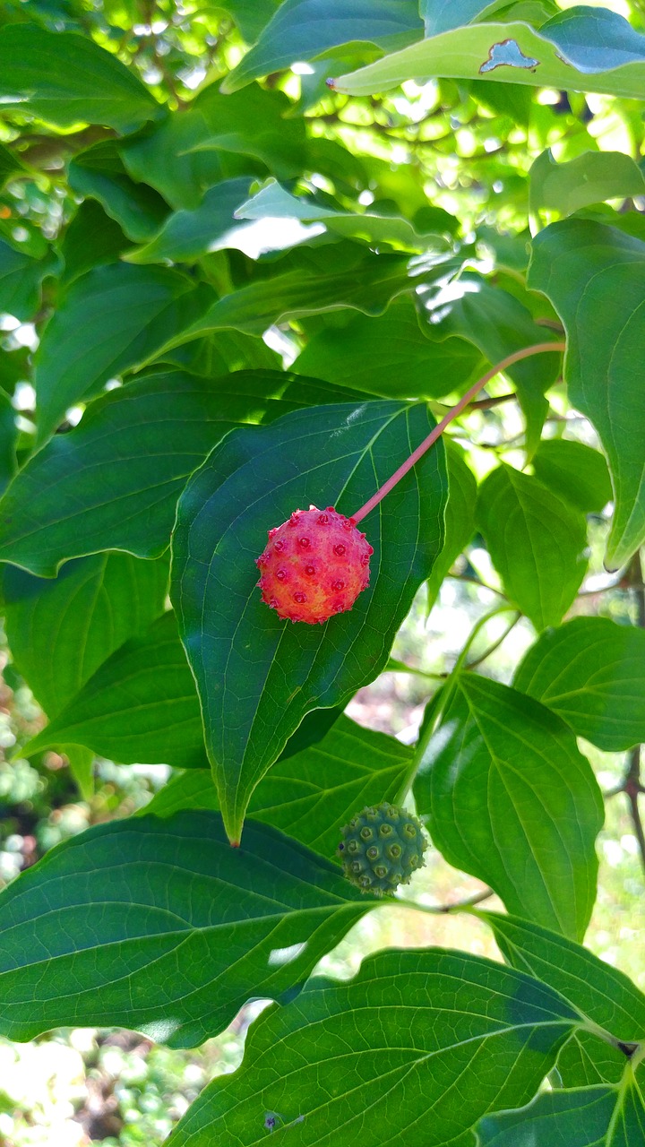 Image - kousa dogwood dogwood tree berry