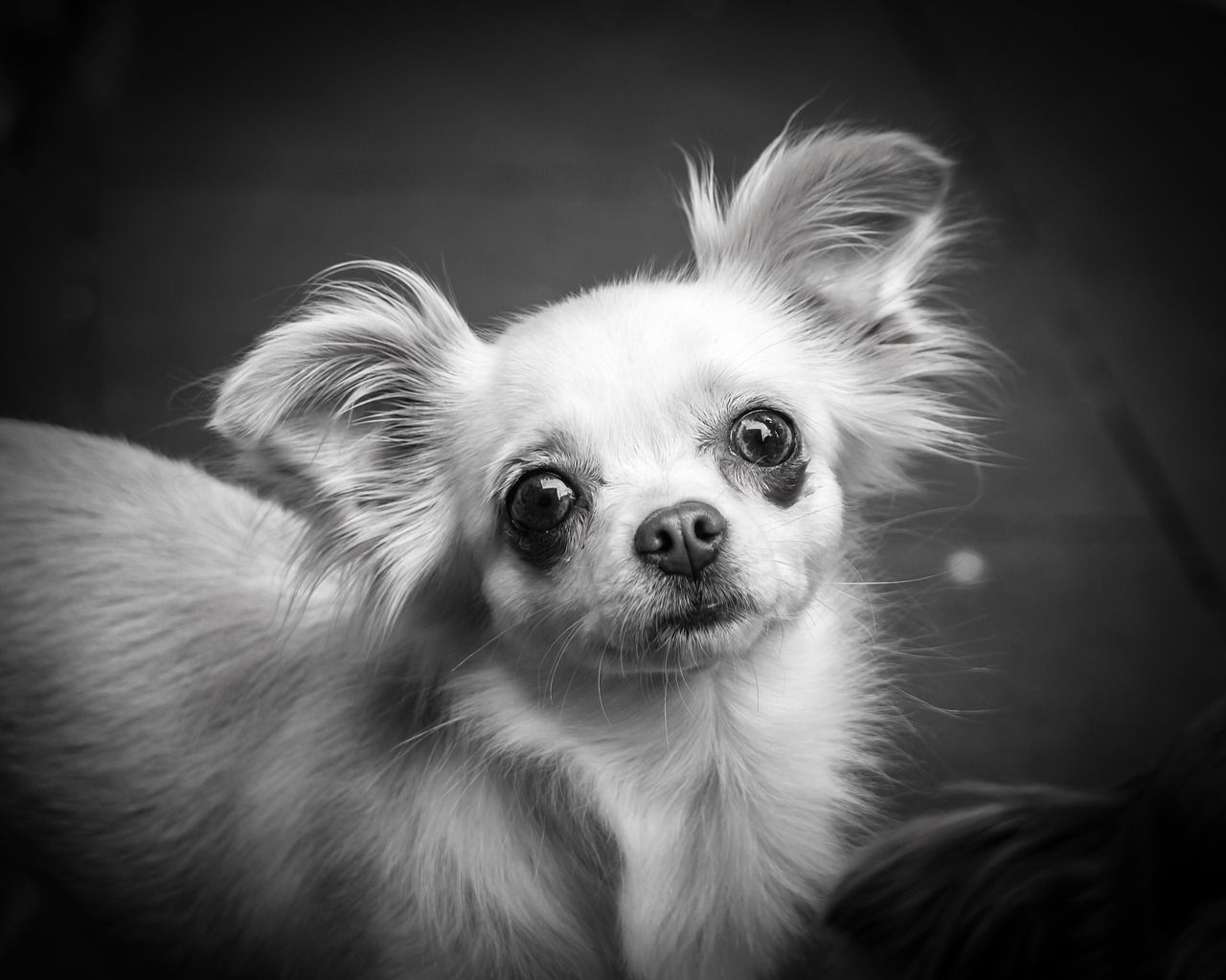 Image - chihuahua dog chiwawa small