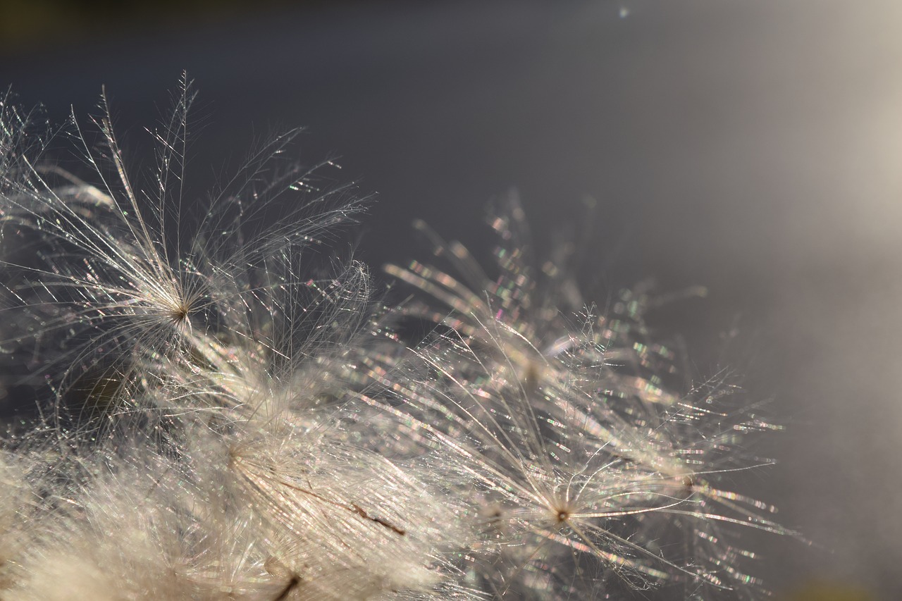 Image - flying seeds back light wind