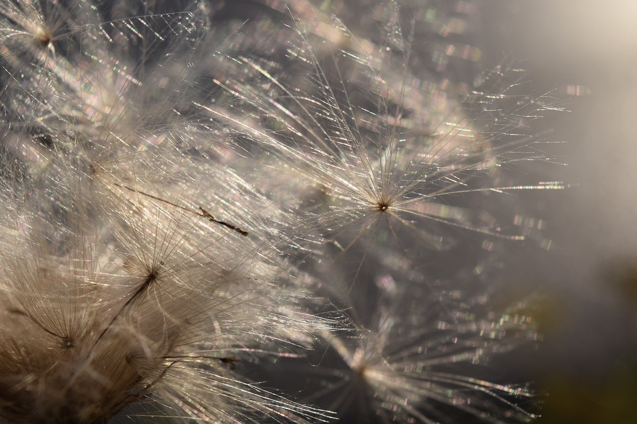 Image - flying seeds back light wind