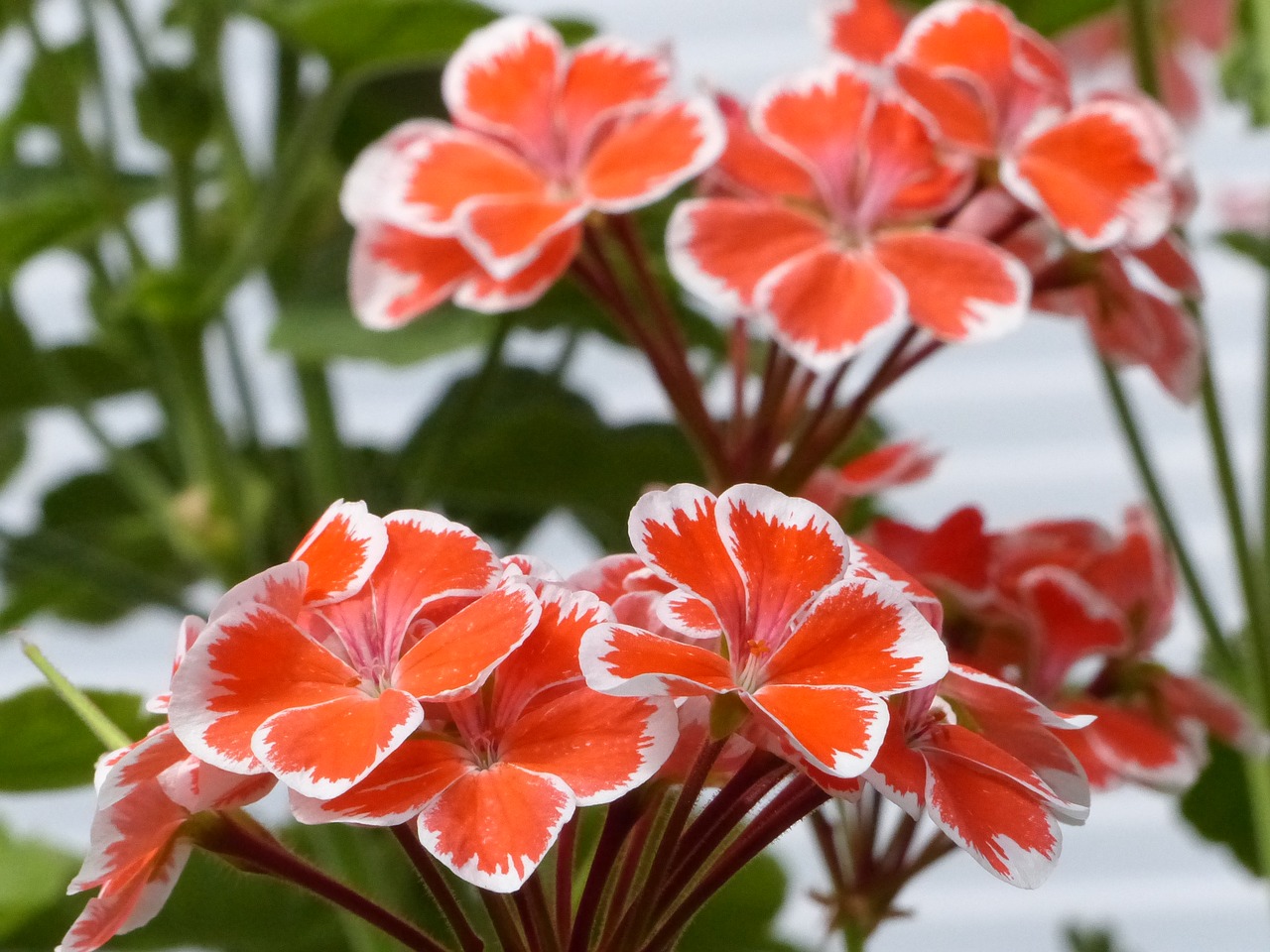 Image - geranium greenhouse flowers color