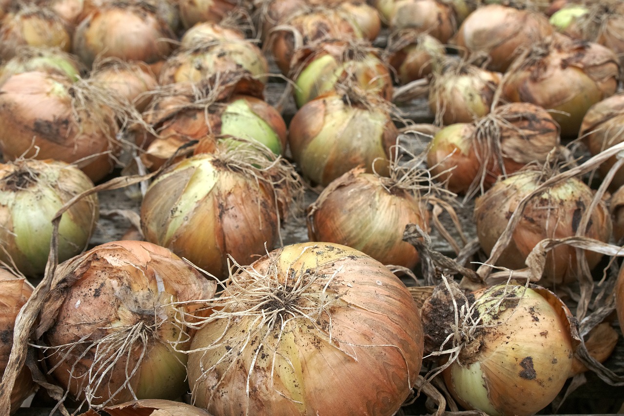 Image - onion crop harvest drying allium