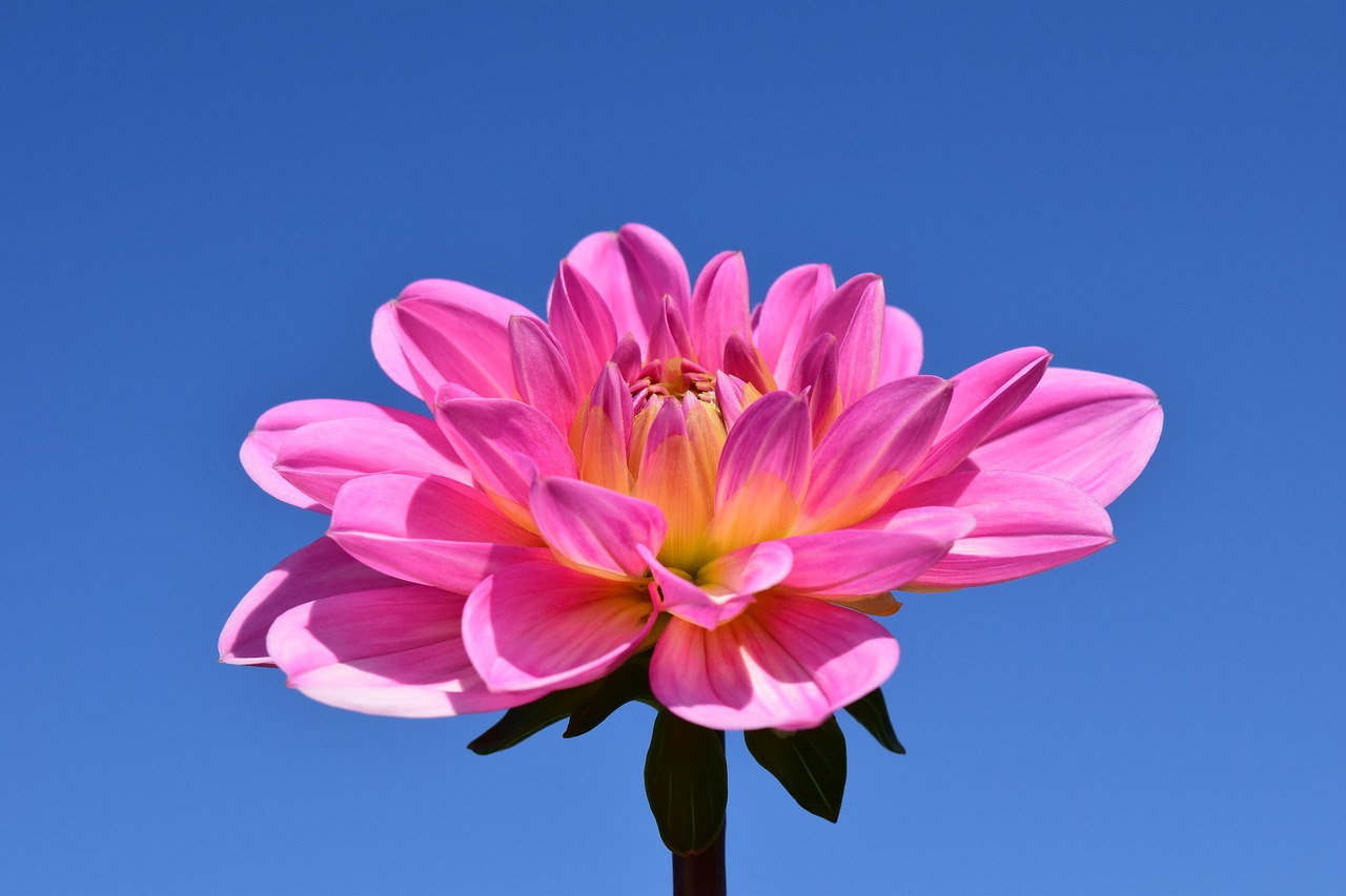 Image - dahlia blossom bloom flower pink