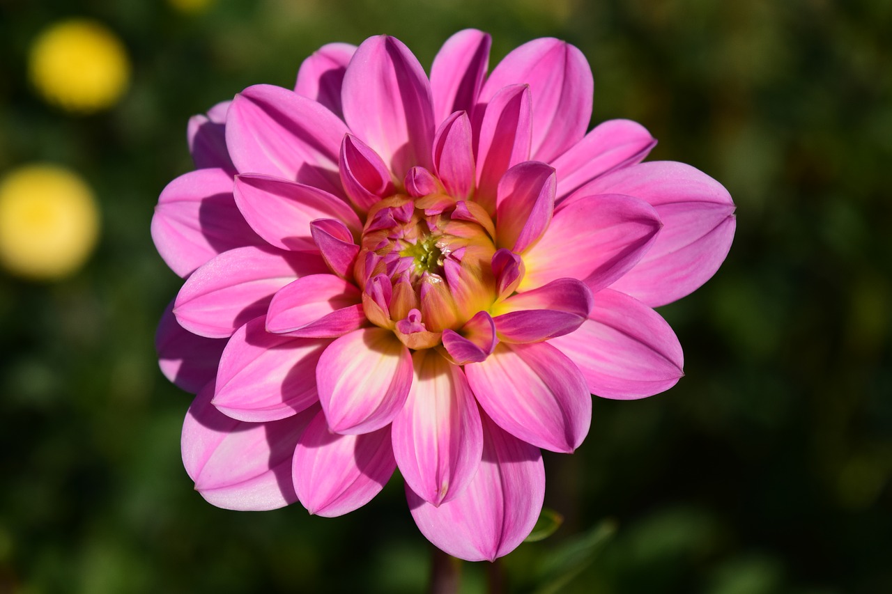 Image - dahlia blossom bloom flower