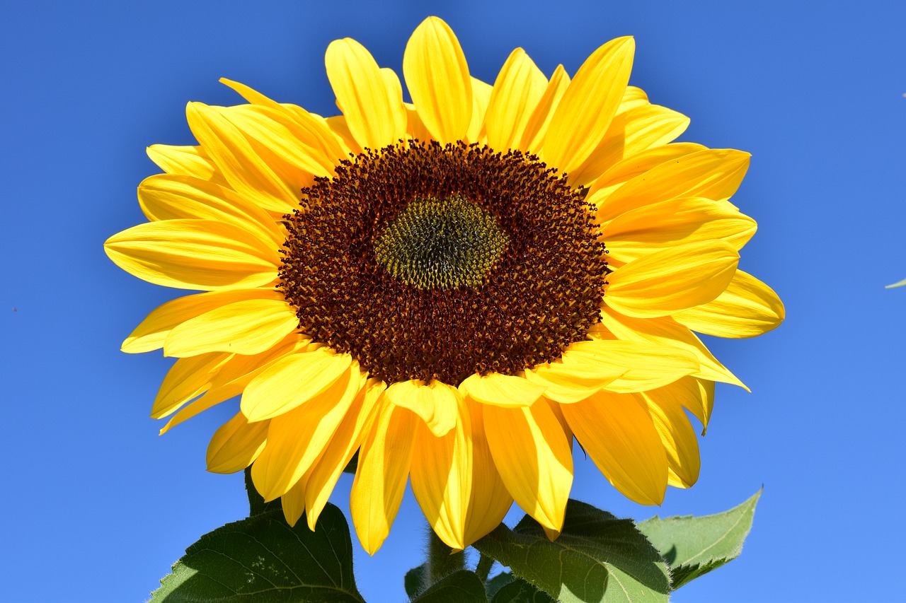 Image - sun flower yellow summer blossom