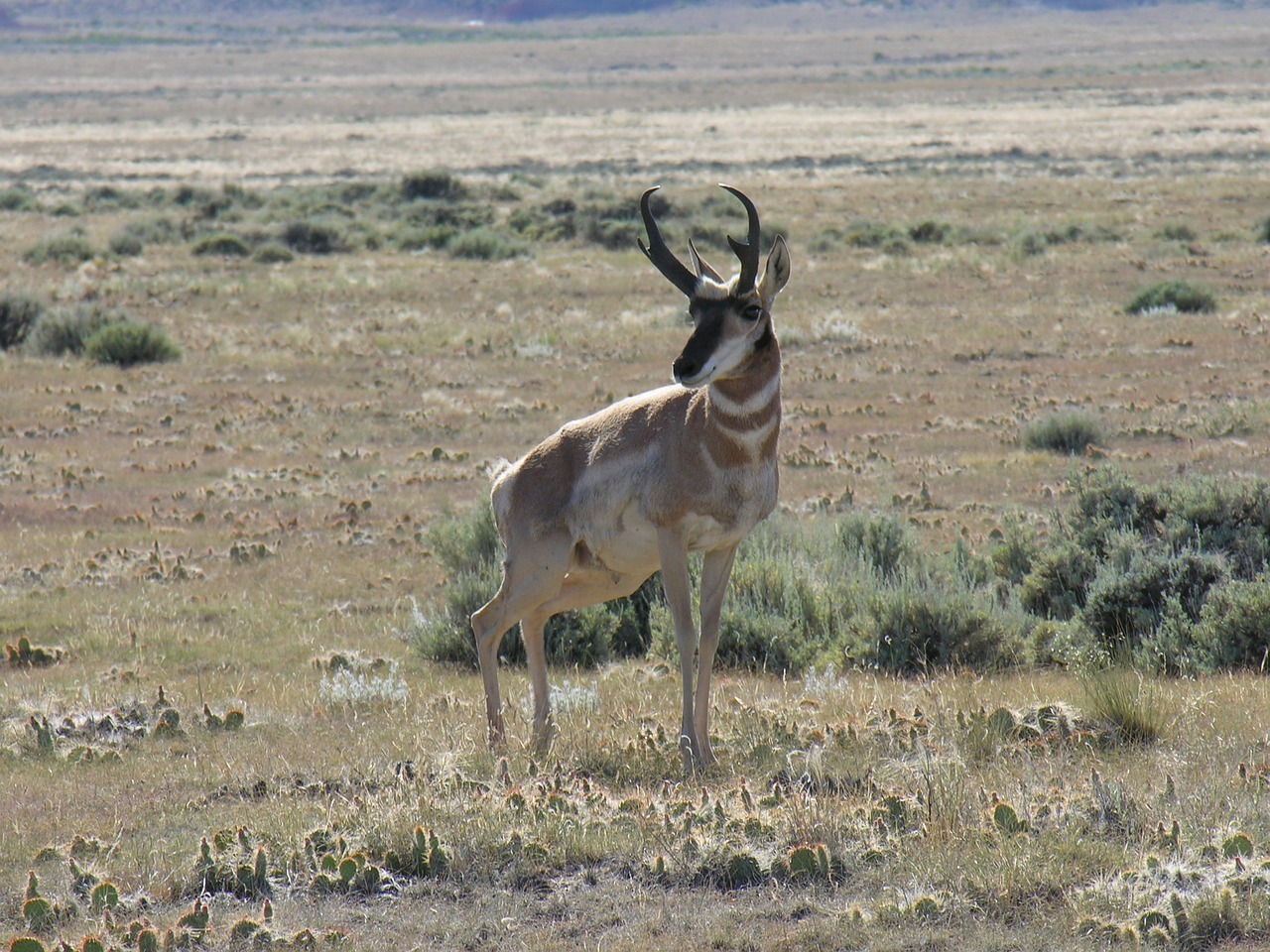 Image - antelope pronghorn nature wildlife