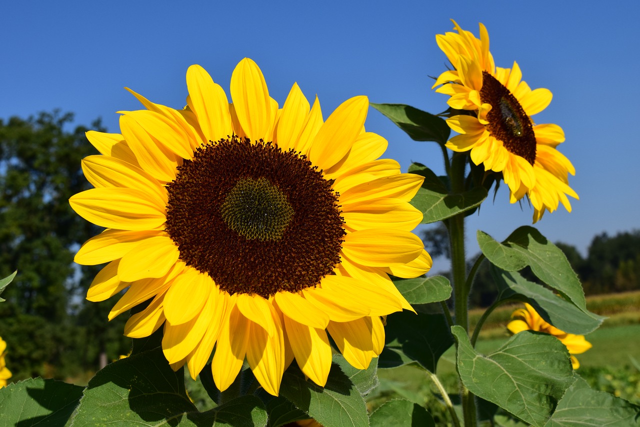 Image - sunflower sunflower field yellow