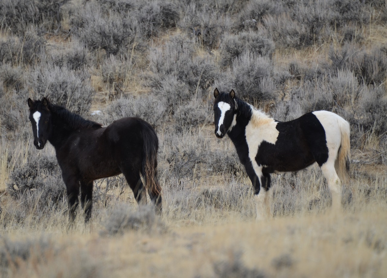 Image - horses mustangs wyoming nature