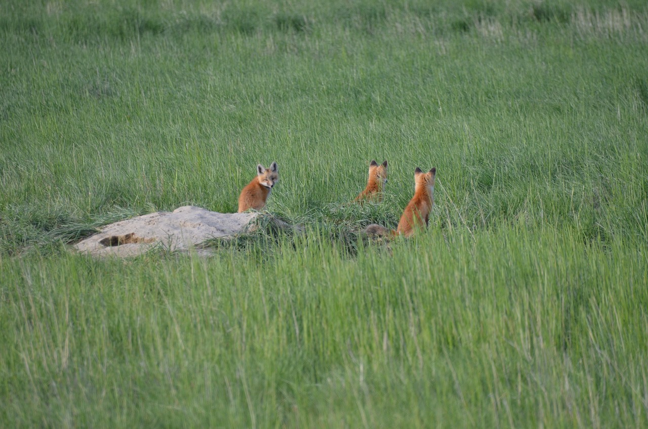 Image - nature animals fox foxes grass
