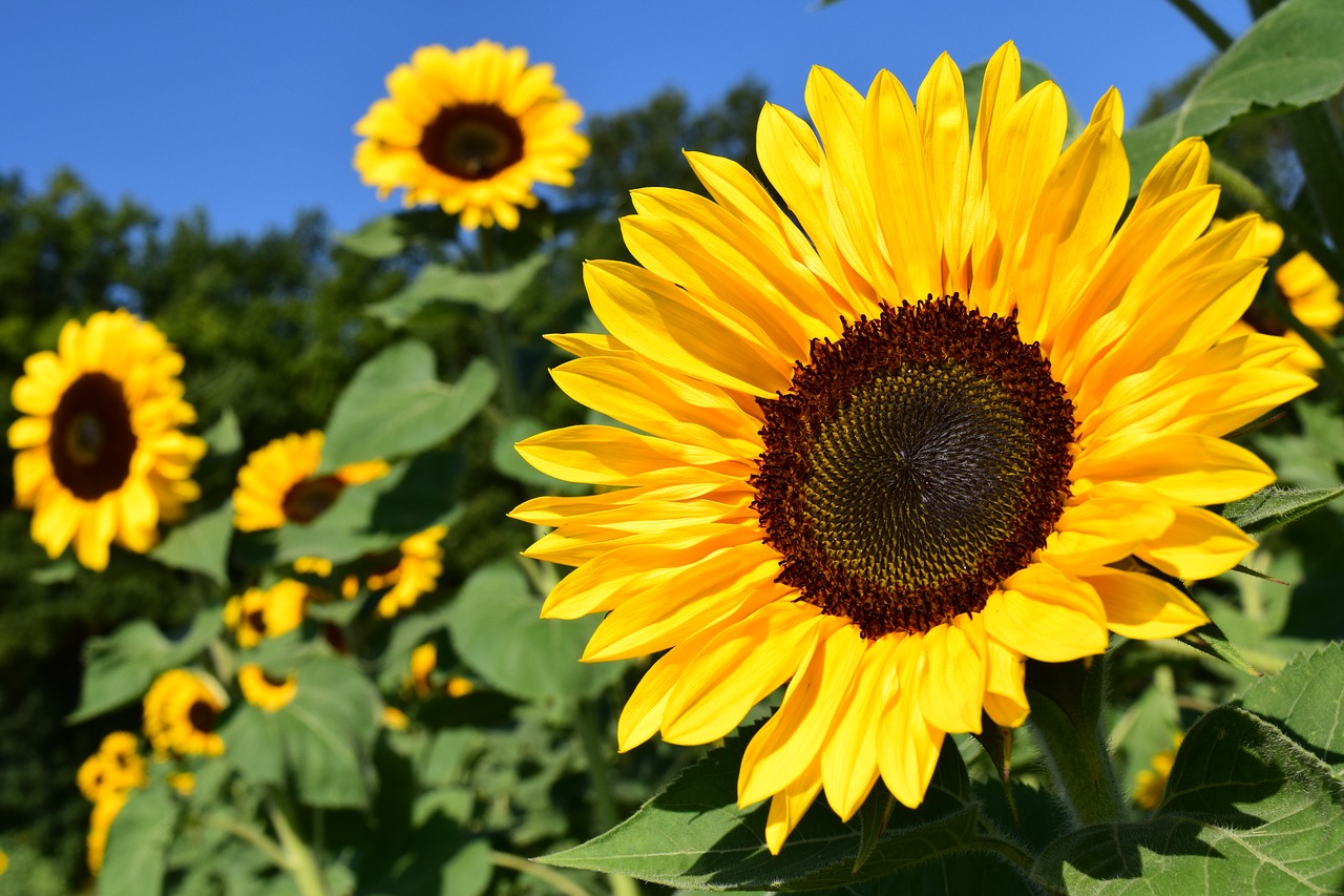 Image - sunflower sunflower field yellow