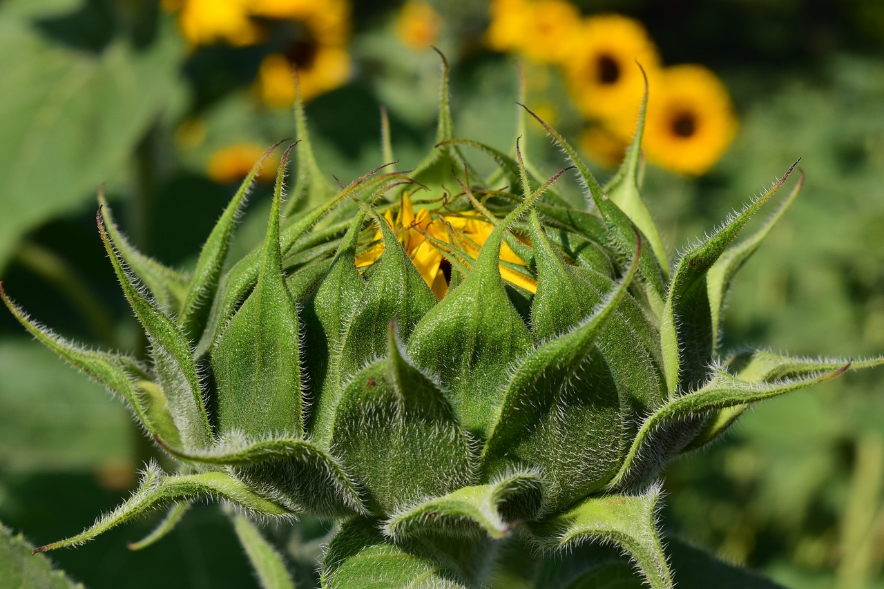 Image - sun flower bud sunflower bud summer