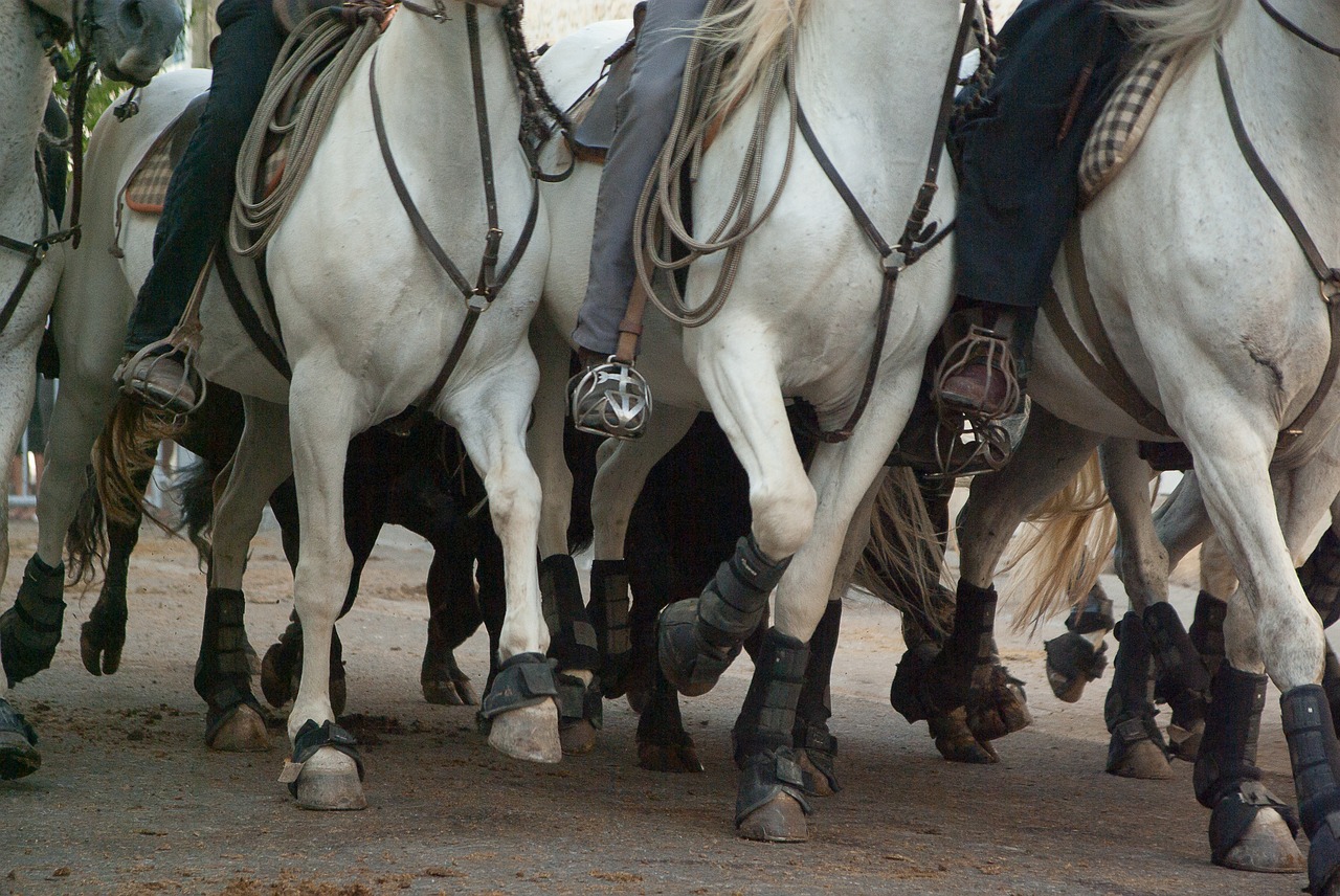 Image - camargue horses riders race bulls