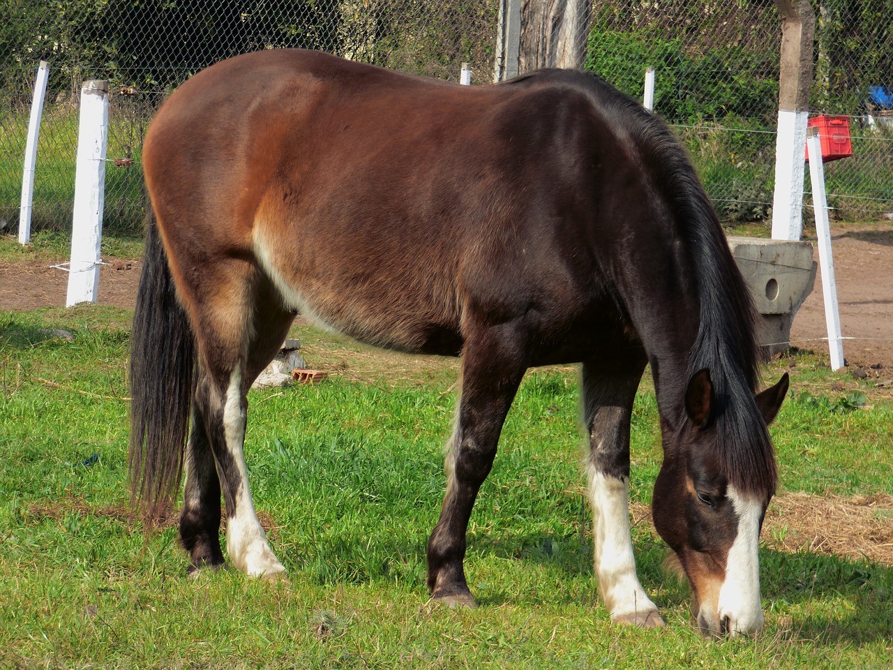 Image - equine grass eating animal