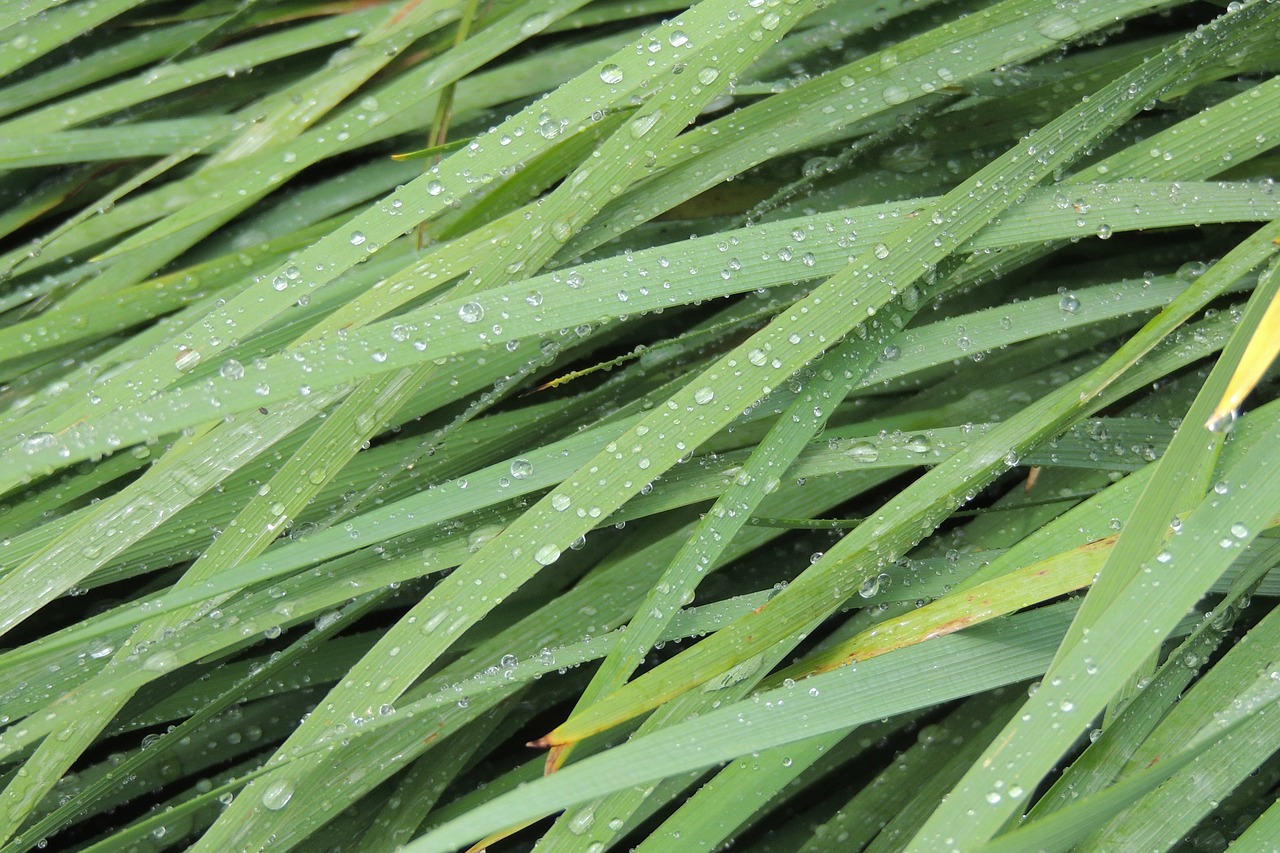 Image - grass waterdrops nature plant leaf