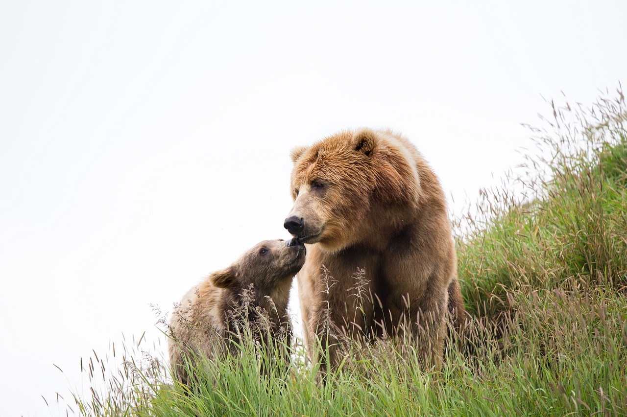 Image - kodiak brown bears cub female