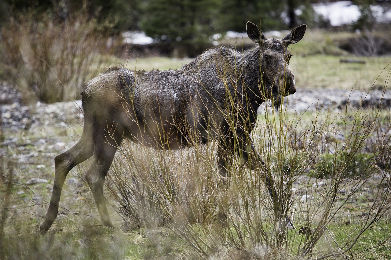 Image - moose cow female running wildlife