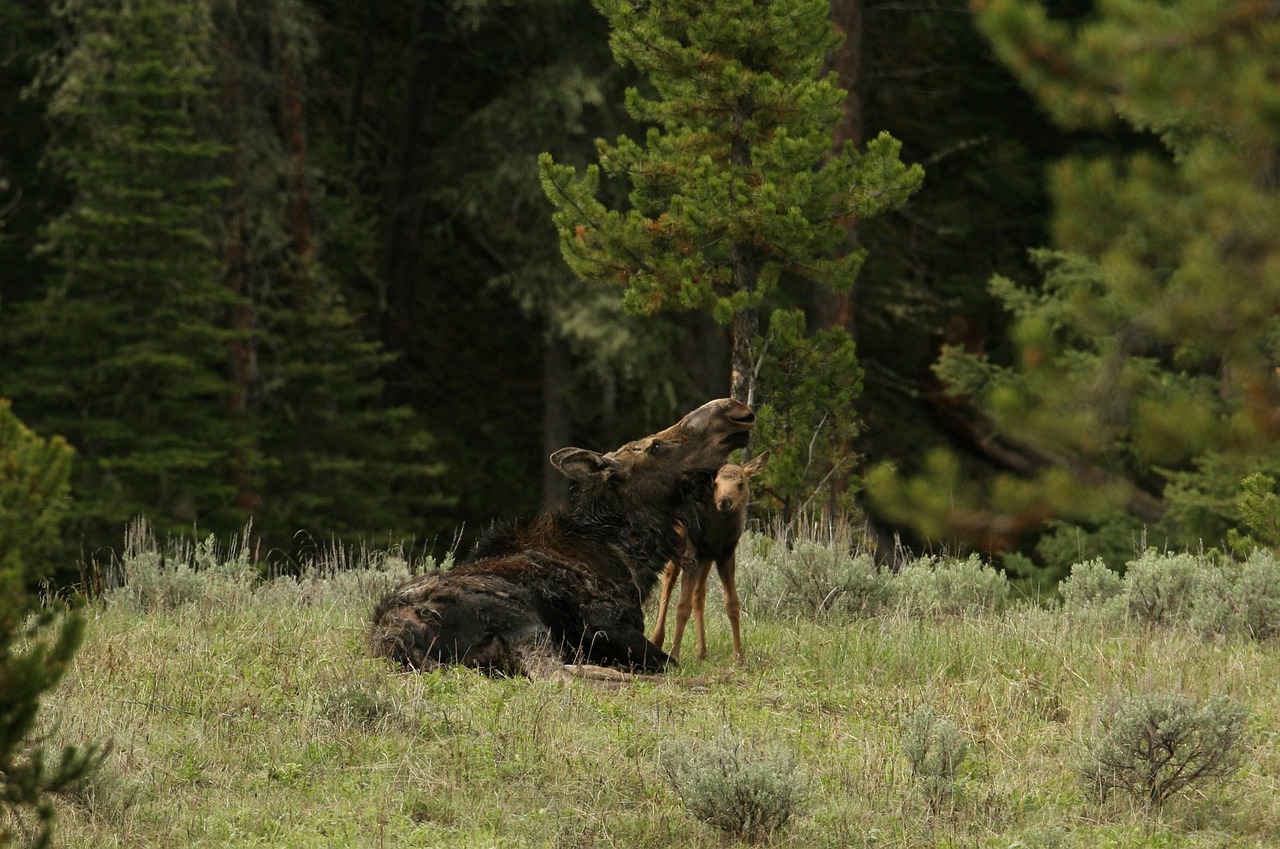 Image - moose cow calf wildlife animals