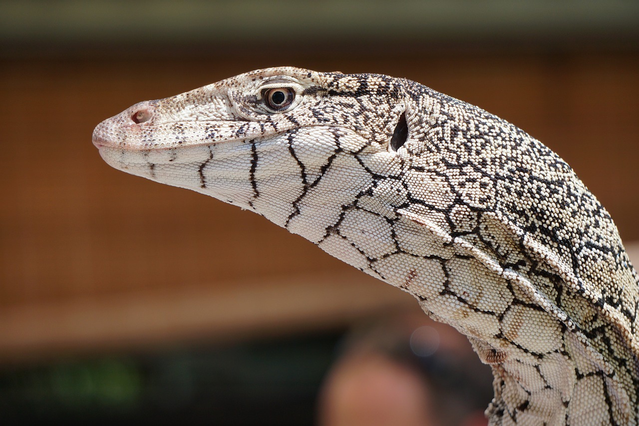 Image - perentie lizard goanna reptile