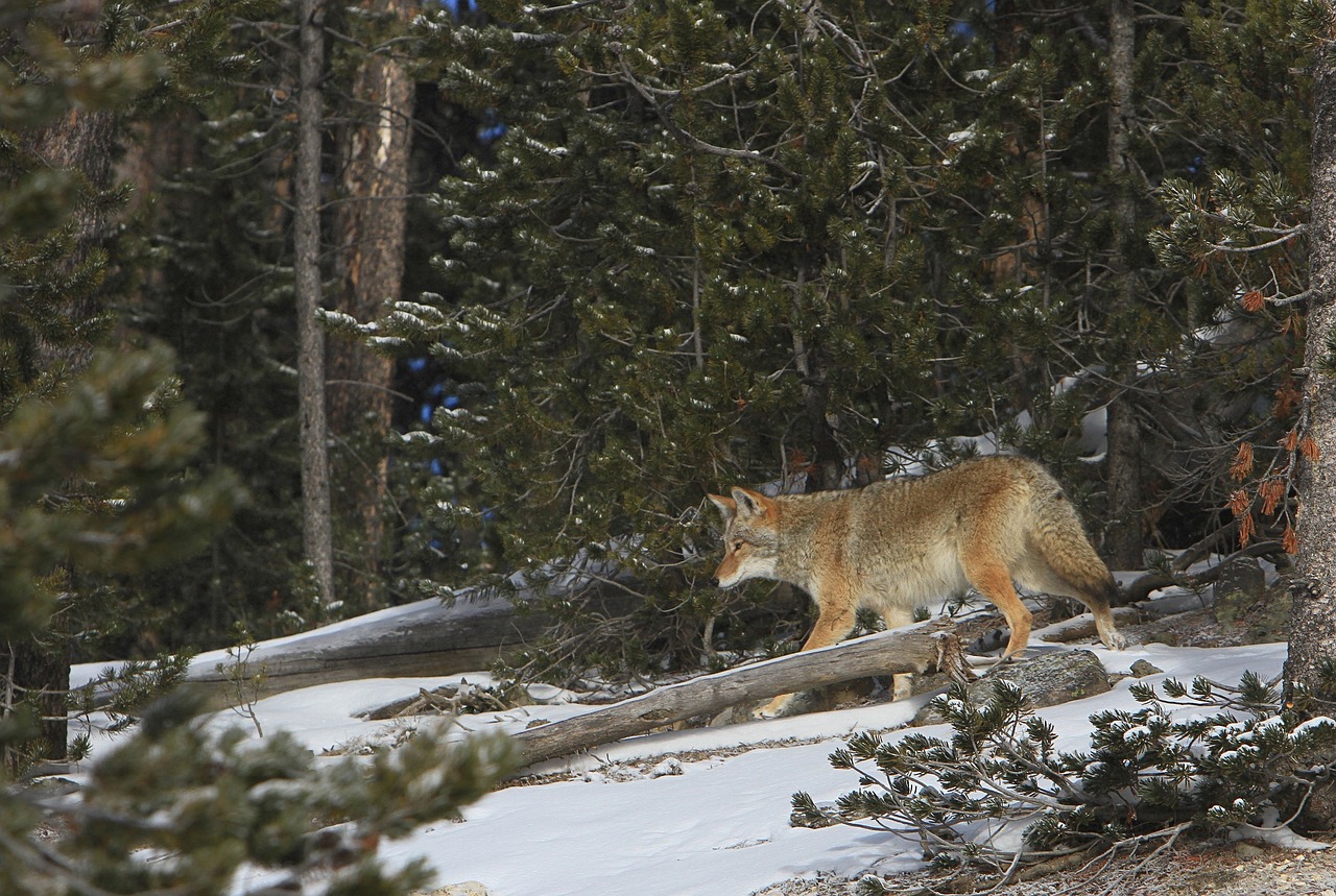 Image - coyote wildlife nature park wild