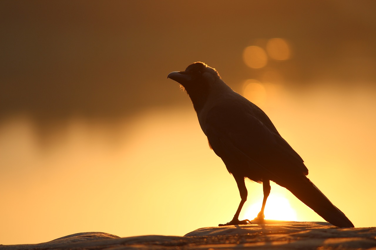 Image - bird crow grass beauty nature