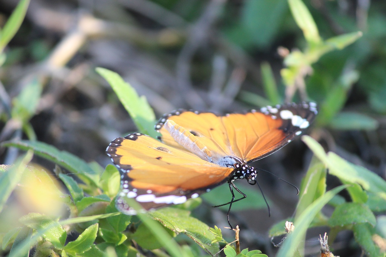Image - butterfly grass orange beauty