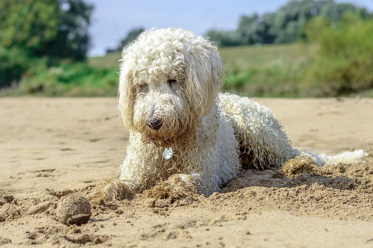 Image - golden doodle beach ball dog play