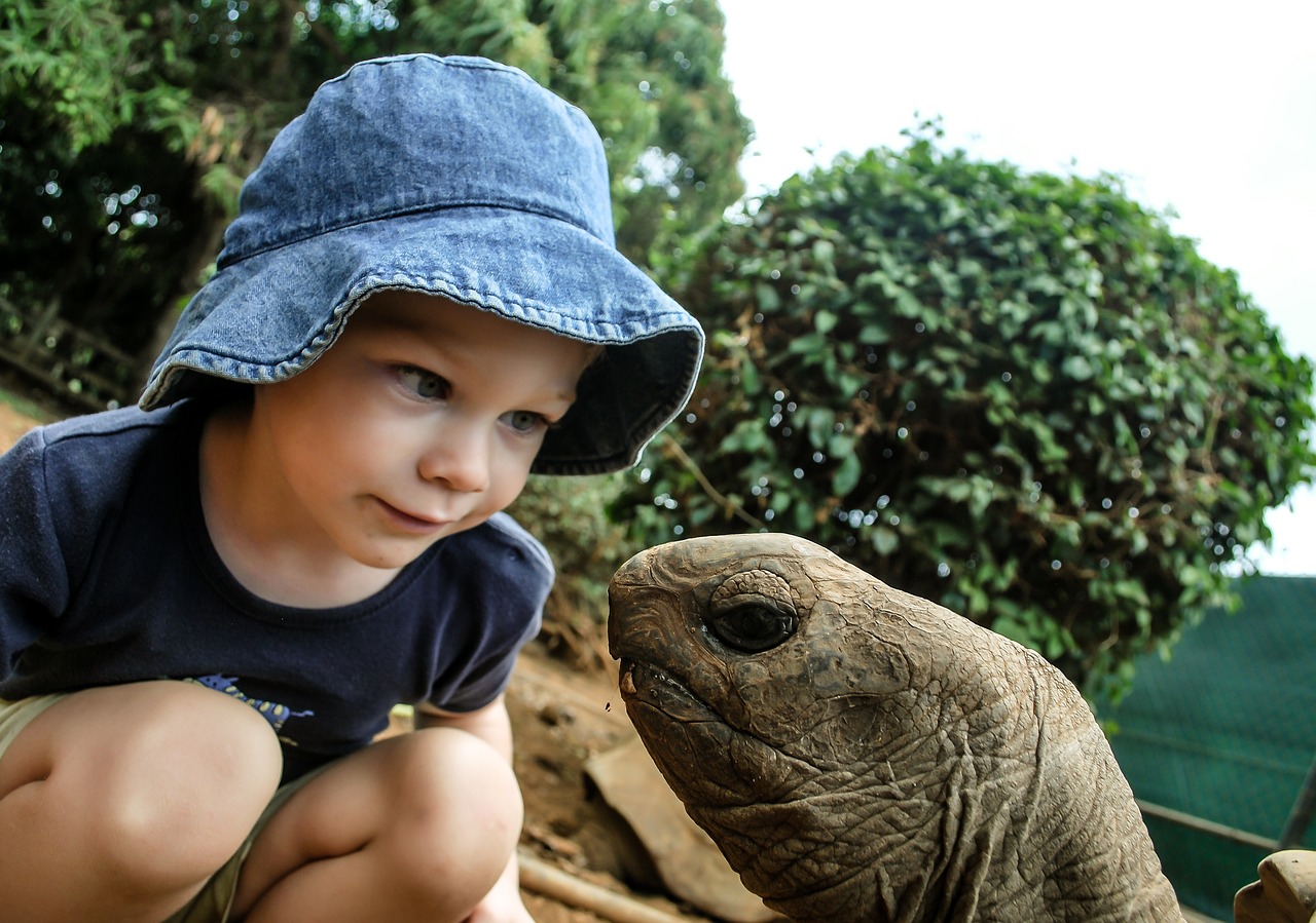 Image - boy turtle watching giant head