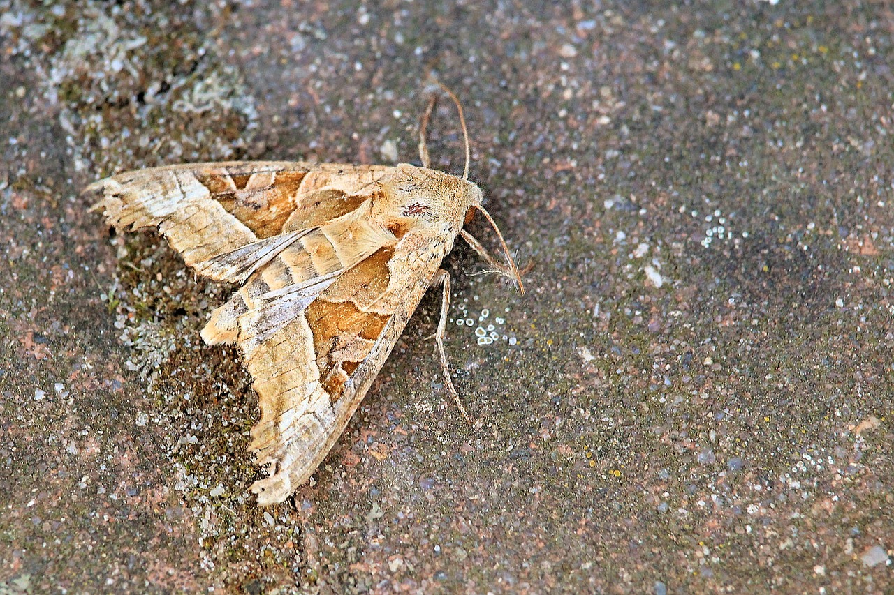 Image - achateule butterfly noctuinae stubs