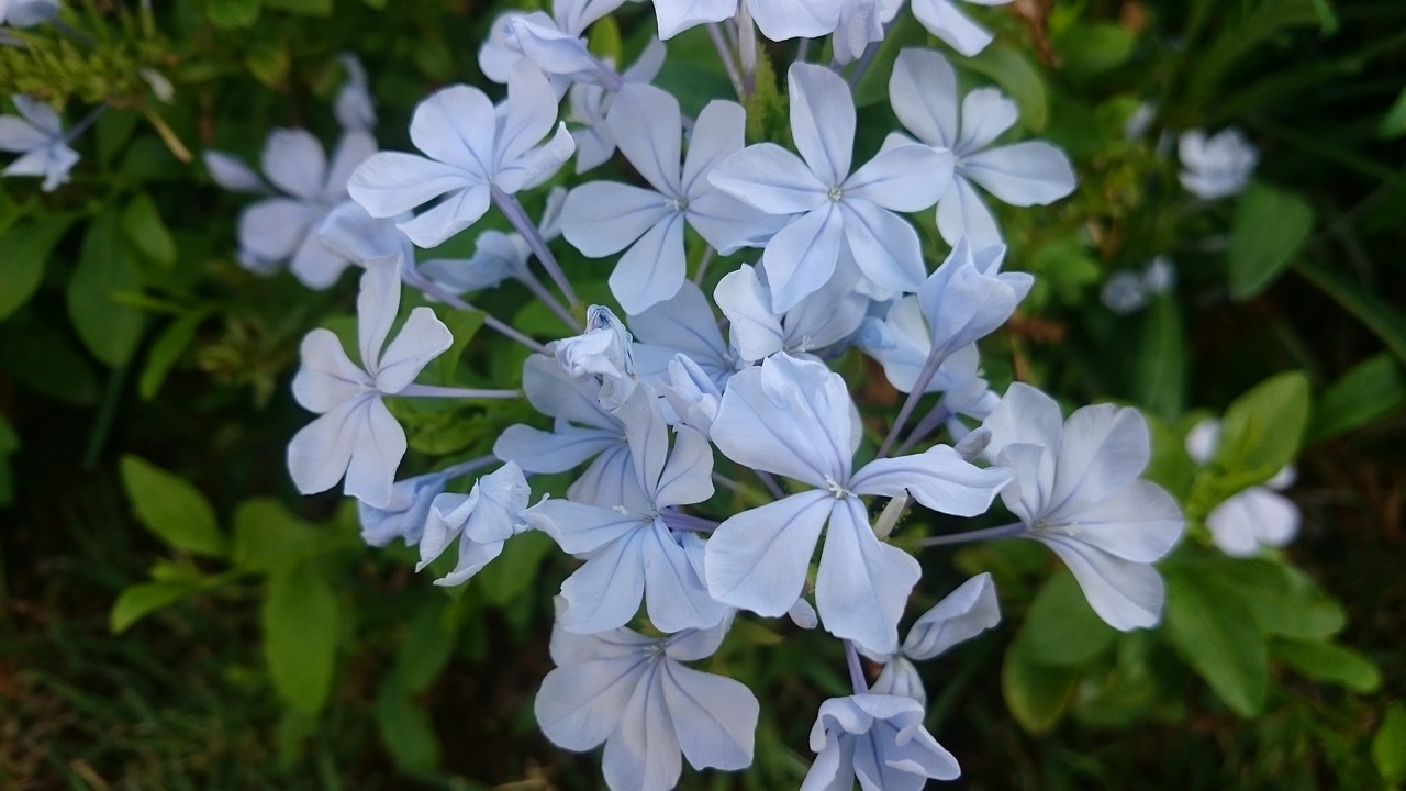 Image - damascus syria flower beauty