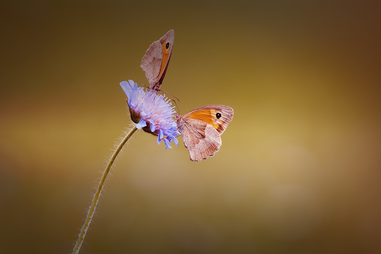 Image - butterflies two two butterflies