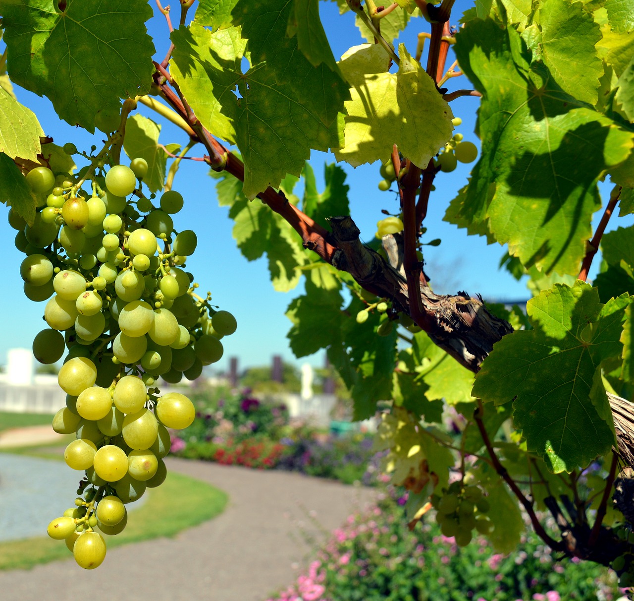 Image - grapes vine wine white grapes