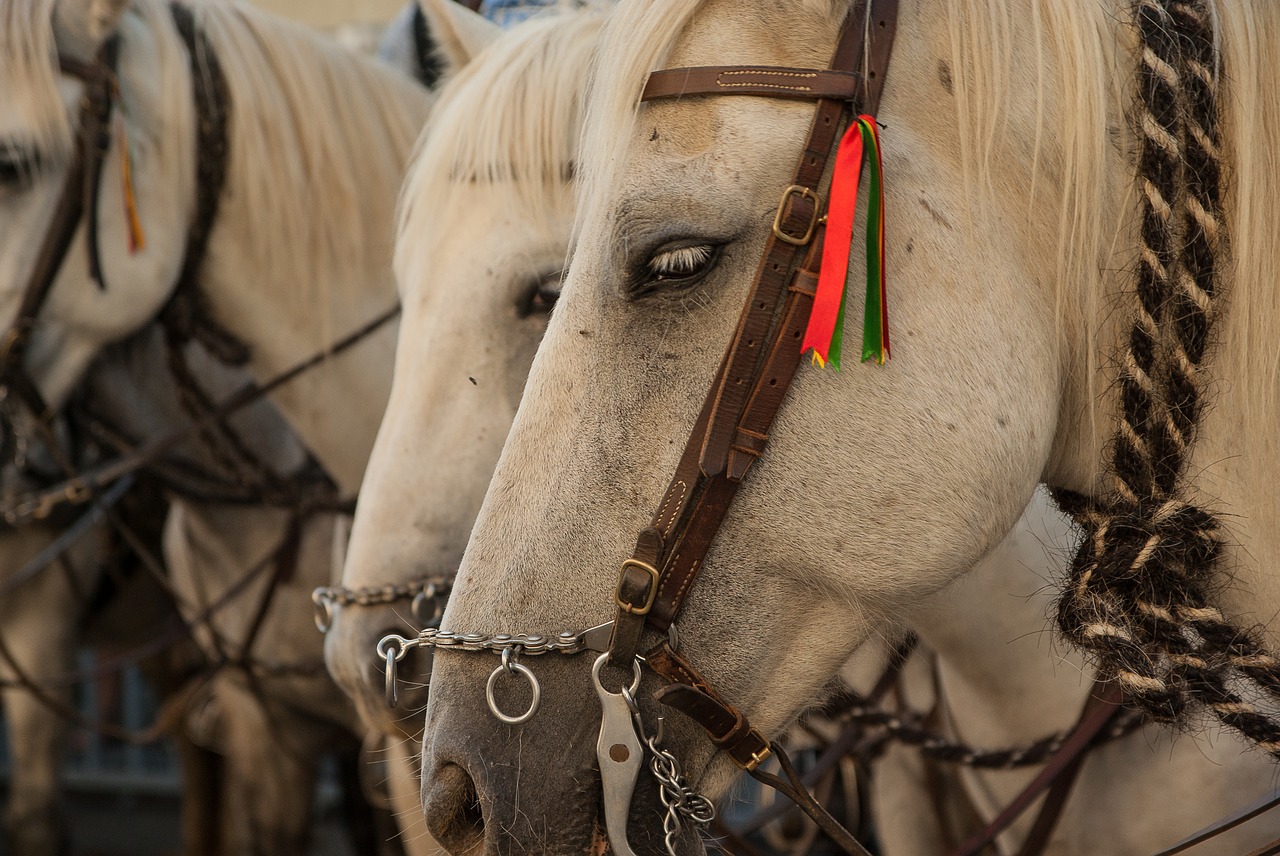 Image - camargue horses harness feria