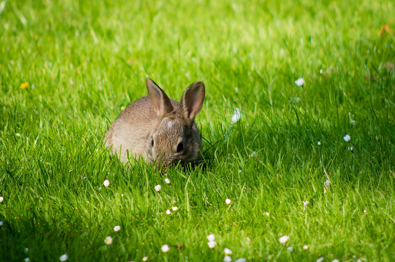 Image - rabbit grass meadow nature fur