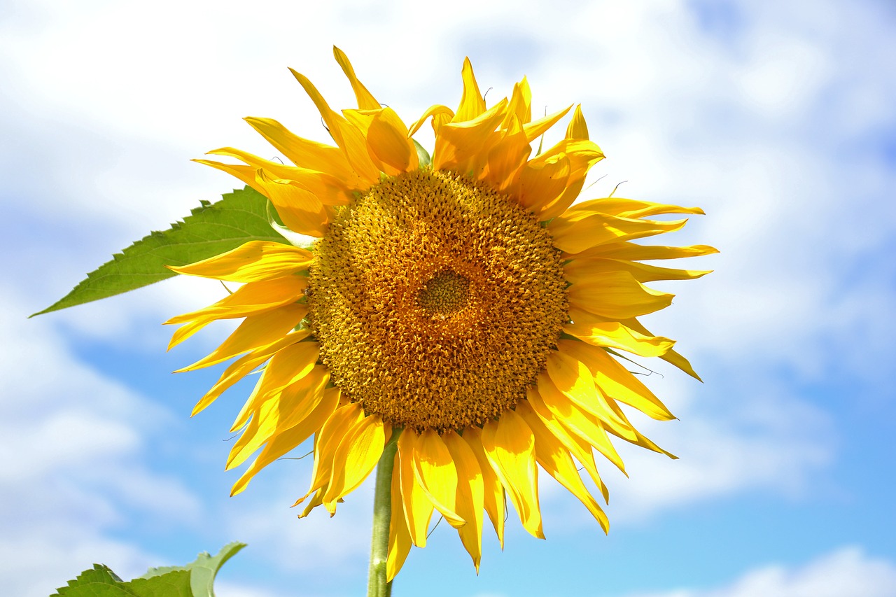 Image - sunflower plant yellow sunny dacha