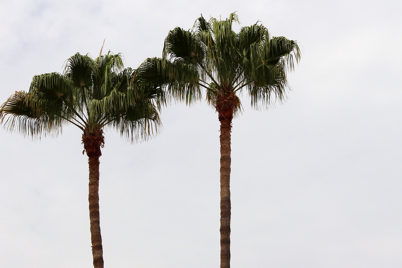 Image - palm trees background sky tropical