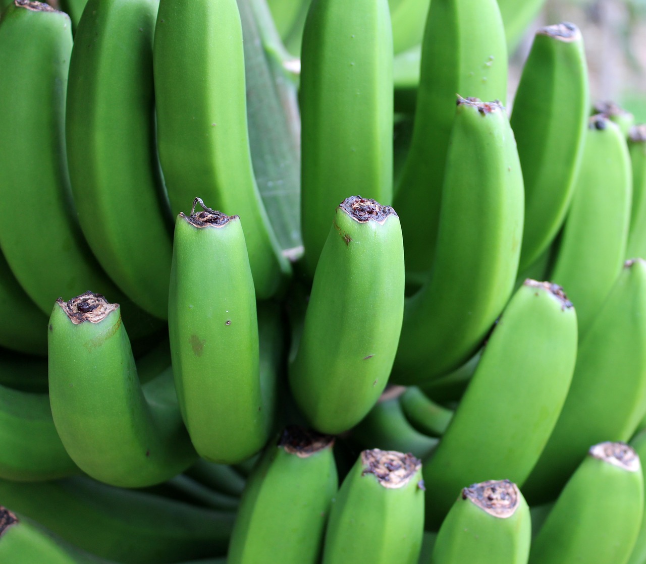 Image - banana green shrub fruit fruits