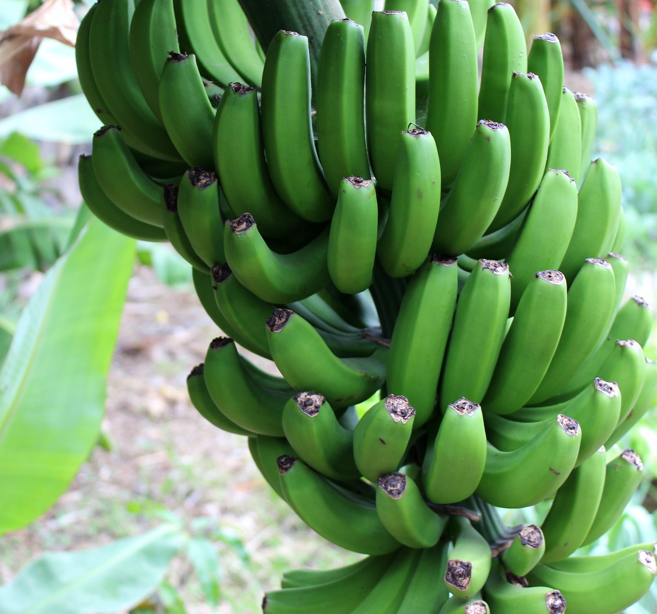 Image - banana green shrub fruit fruits