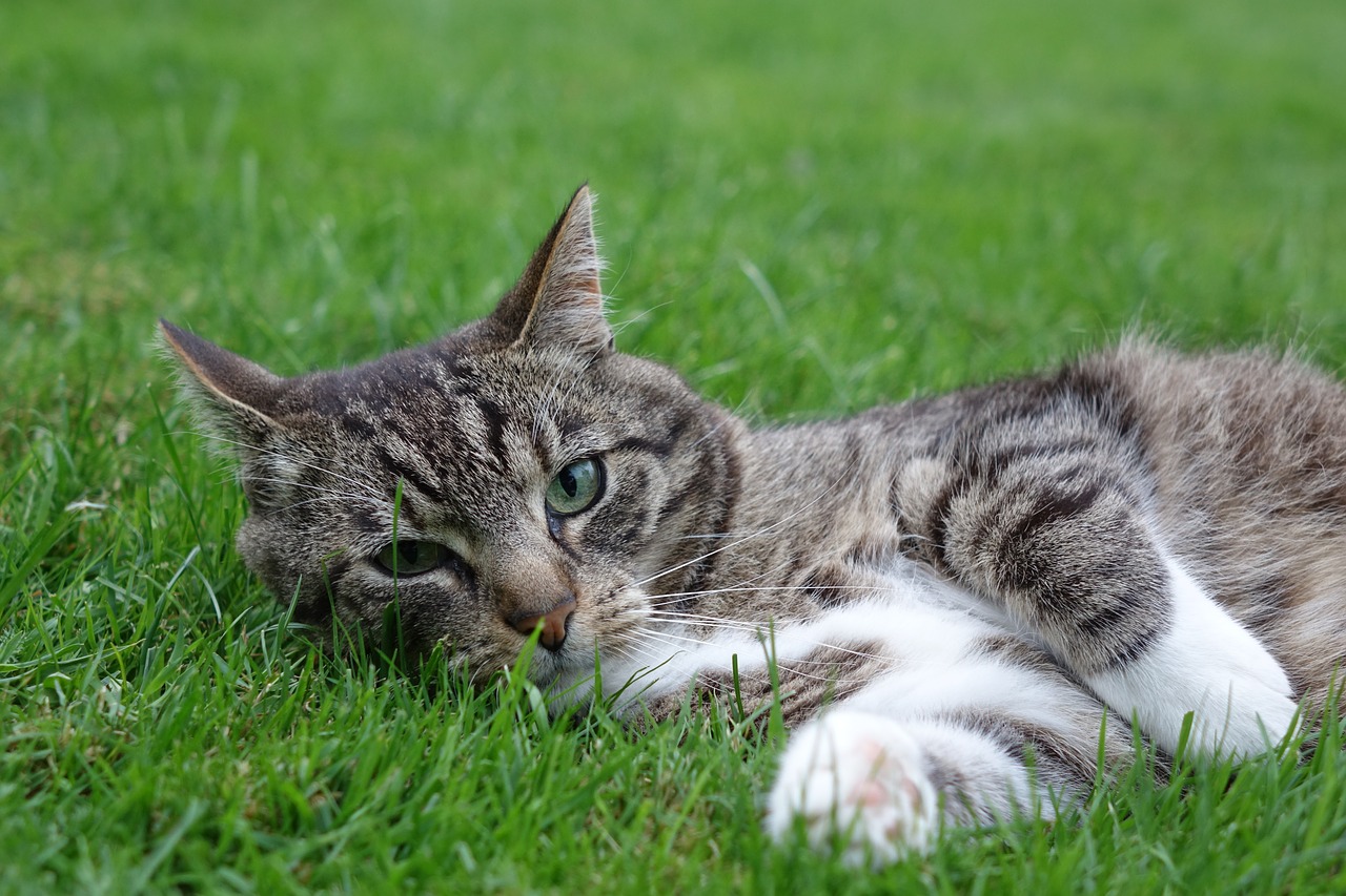 Image - domestic cat lying meadow