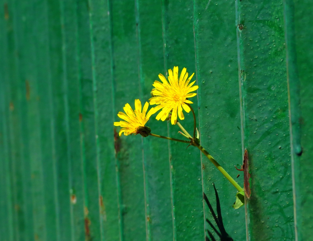 Image - flowers margaritas yellow flowers