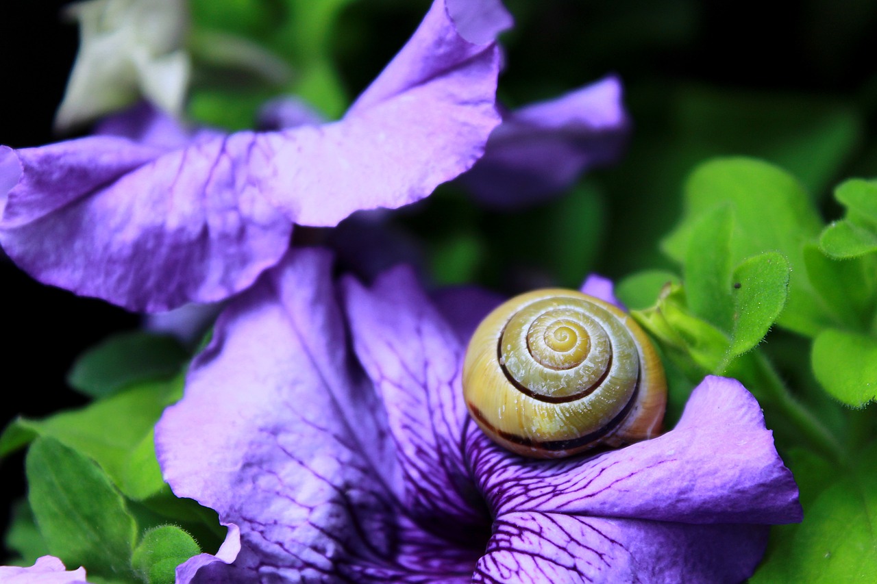 Image - snail shell mollusk close slowly