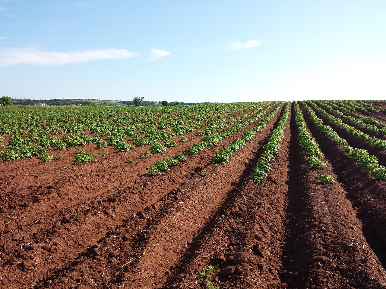 Image - potato field crops farm soil