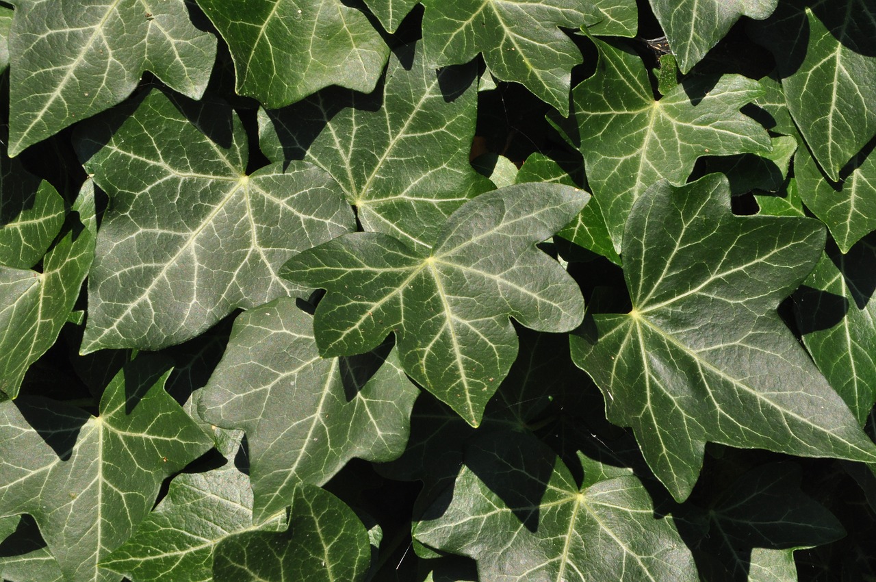 Image - ivy leaves green climber