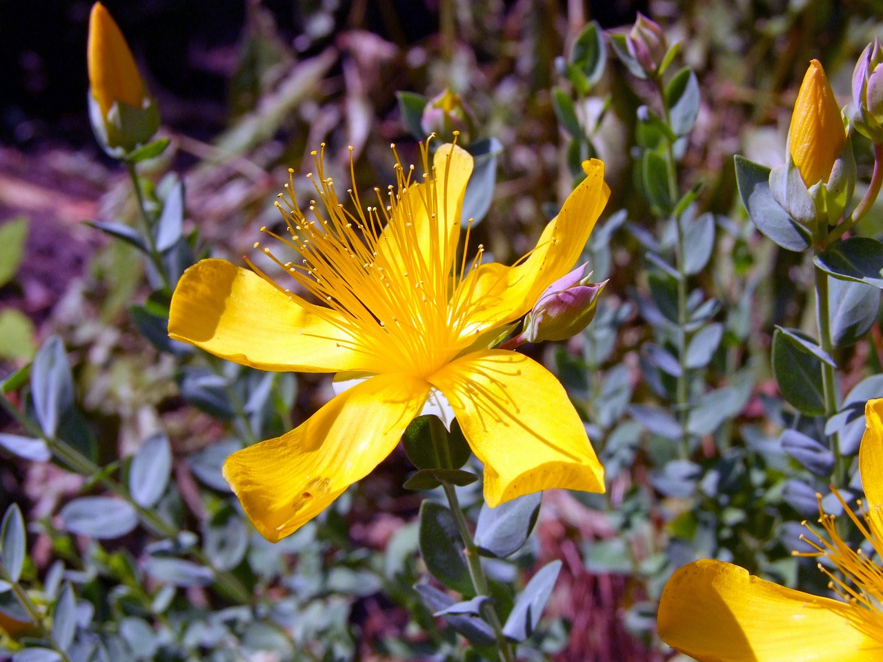 Image - wort hypericum perforatum yellow