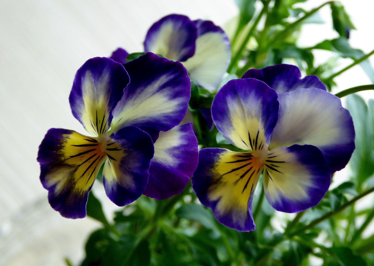 Image - pansy honrveilchen blue yellow